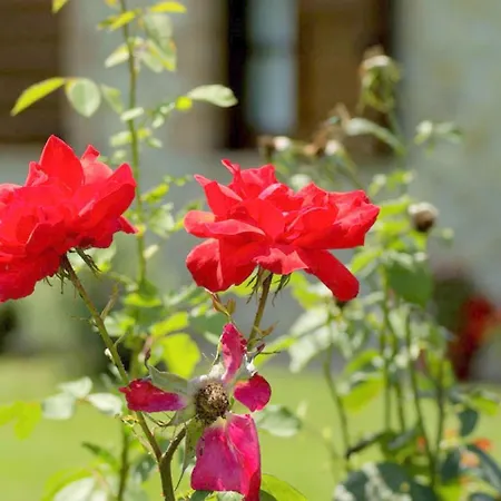 Hotel Modern In Marsciano With Private Pool Fanciullata